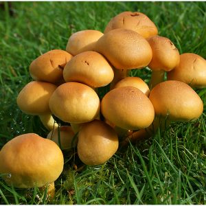 Fungus Group